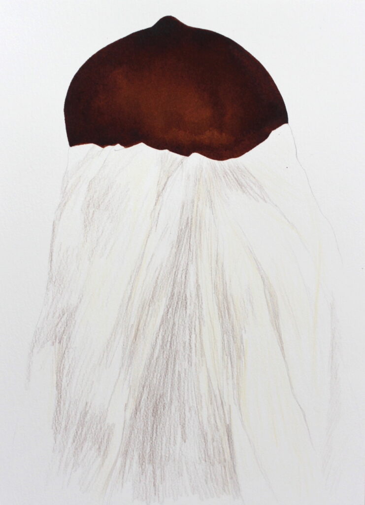 Primal Image 17 | 2021 | Natalia Ossef | shellac ink, color pencil on paper | 32 x 24 cm